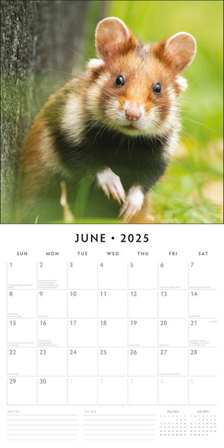 Hamsters聽 - 2025 Square Wall Calendar Animals 16 Months Premium New Year Planner