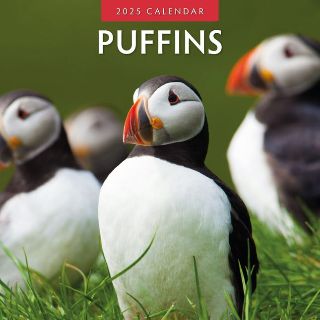 Puffins 2025 Square Wall Calendar Animals 16 Month Premium New Year Planner Gift