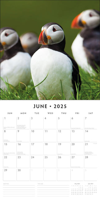 Puffins 2025 Square Wall Calendar Animals 16 Month Premium New Year Planner Gift