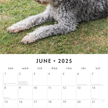 Bedlington Terriers - 2025 Square Wall Calendar Animals 16 Month Premium Planner