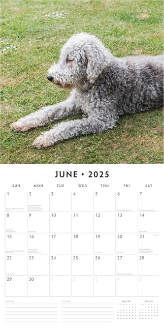 Bedlington Terriers - 2025 Square Wall Calendar Animals 16 Month Premium Planner