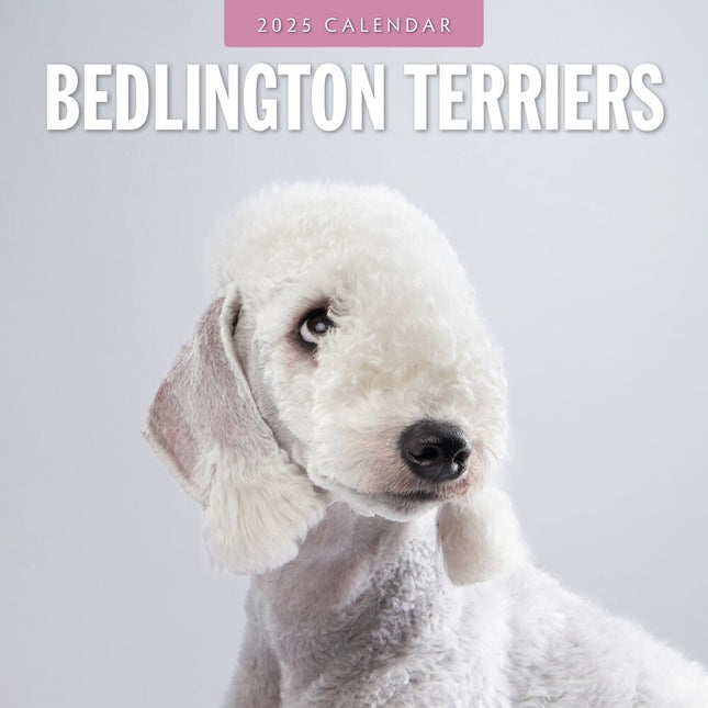 Bedlington Terriers - 2025 Square Wall Calendar Animals 16 Month Premium Planner