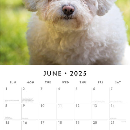 Bichons Frises 2025 Square Wall Calendar Animals 16 Months Premium Planner Gift