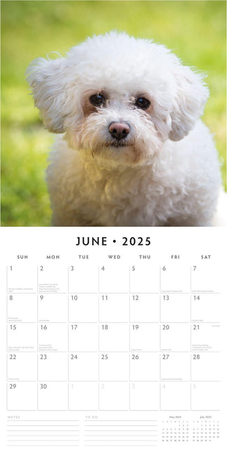 Bichons Frises 2025 Square Wall Calendar Animals 16 Months Premium Planner Gift