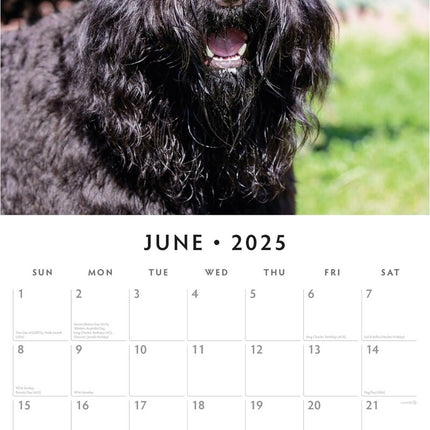 Bouvier des Flandres 2025 Square Wall Calendar Animals 16 Months Premium Planner