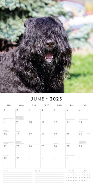 Bouvier des Flandres 2025 Square Wall Calendar Animals 16 Months Premium Planner