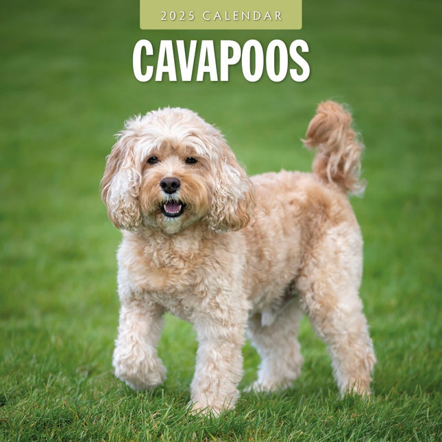 Cavapoos - 2025 Square Wall Calendar Animals 16 Months Premium New Year Planner