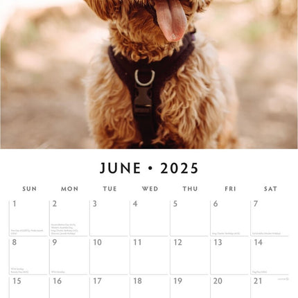 Cavapoos - 2025 Square Wall Calendar Animals 16 Months Premium New Year Planner