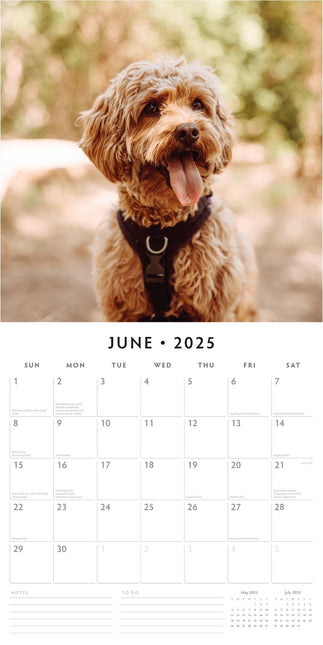 Cavapoos - 2025 Square Wall Calendar Animals 16 Months Premium New Year Planner