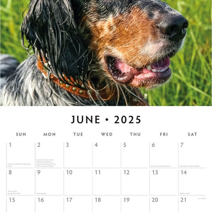 English Setters 2025 Square Wall Calendar Animals 16 Months Premium Planner Gift