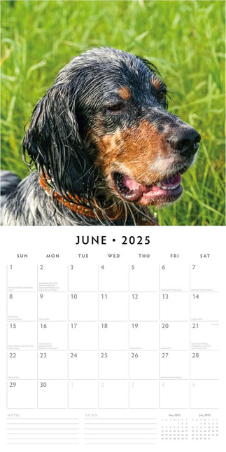 English Setters 2025 Square Wall Calendar Animals 16 Months Premium Planner Gift