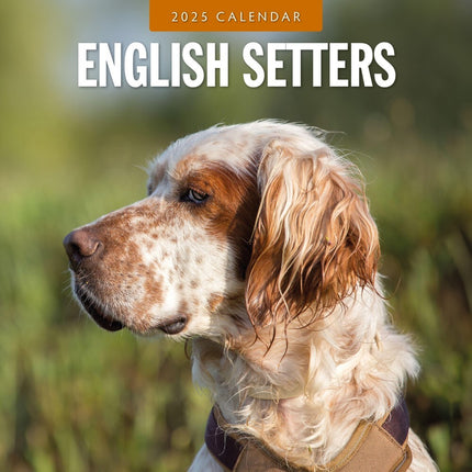 English Setters 2025 Square Wall Calendar Animals 16 Months Premium Planner Gift