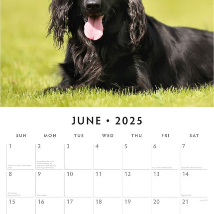 Flat Coated Retrievers - 2025 Square Wall Calendar Animals 16 Months Planner