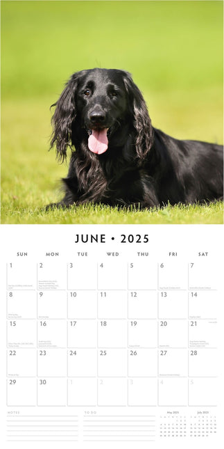 Flat Coated Retrievers - 2025 Square Wall Calendar Animals 16 Months Planner