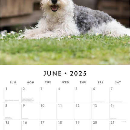 Fox Terriers - 2025 Square Wall Calendar Animals 16 Months Premium Planner Gift