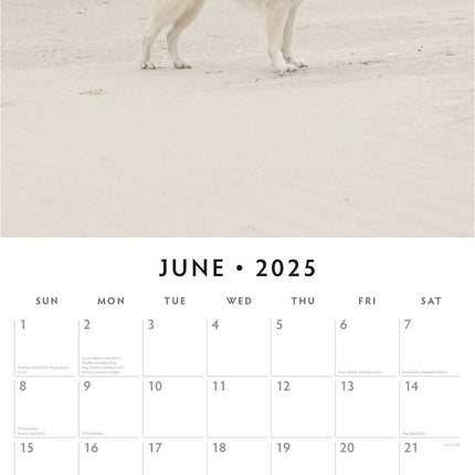 German Shepherd, White - 2025 Square Wall Calendar Animals 16 Months Planner