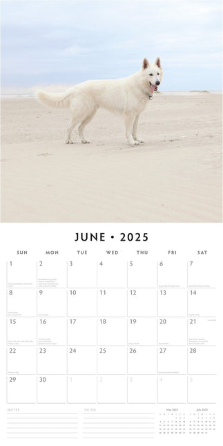 German Shepherd, White - 2025 Square Wall Calendar Animals 16 Months Planner