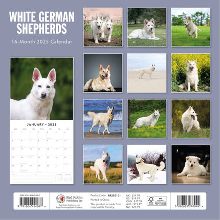 German Shepherd, White - 2025 Square Wall Calendar Animals 16 Months Planner