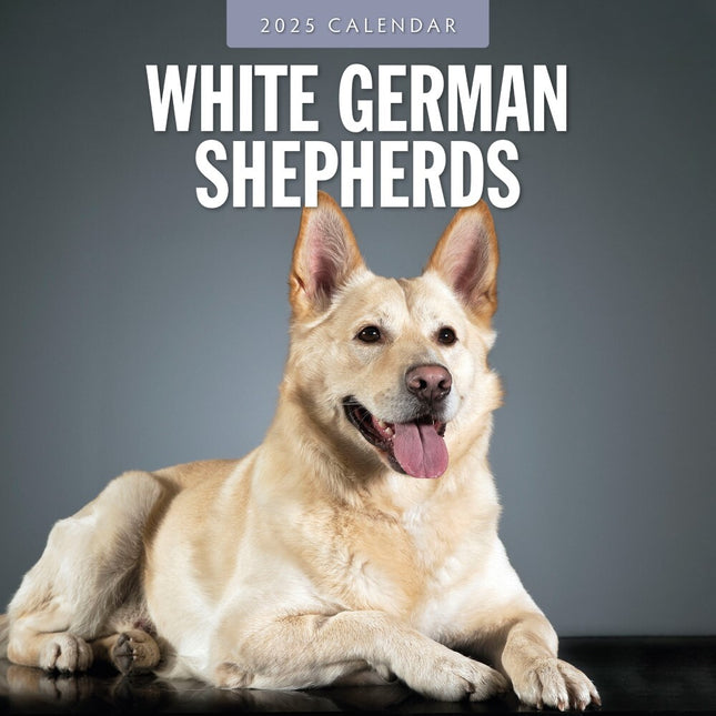 German Shepherd, White - 2025 Square Wall Calendar Animals 16 Months Planner