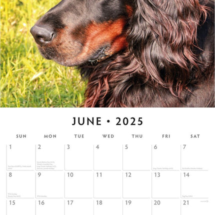 Gordon Setters 2025 Square Wall Calendar Animals 16 Months Premium Planner Gift