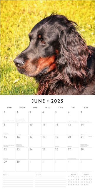 Gordon Setters 2025 Square Wall Calendar Animals 16 Months Premium Planner Gift