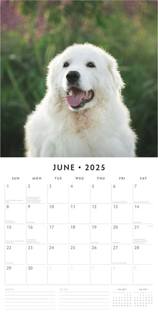 Great Pyrenees 2025 Square Wall Calendar Animals 16 Months Premium Planner Gift