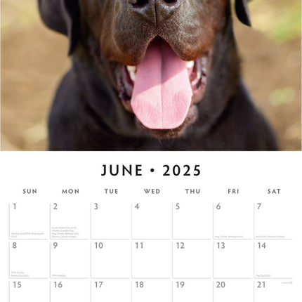 Labradors - 2025 Square Wall Calendar Animals 16 Months Premium New Year Planner