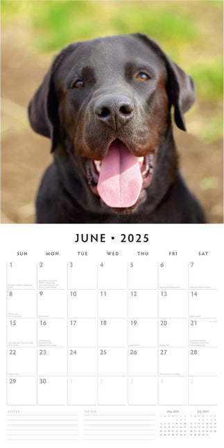 Labradors - 2025 Square Wall Calendar Animals 16 Months Premium New Year Planner