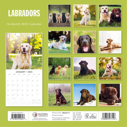 Labradors - 2025 Square Wall Calendar Animals 16 Months Premium New Year Planner