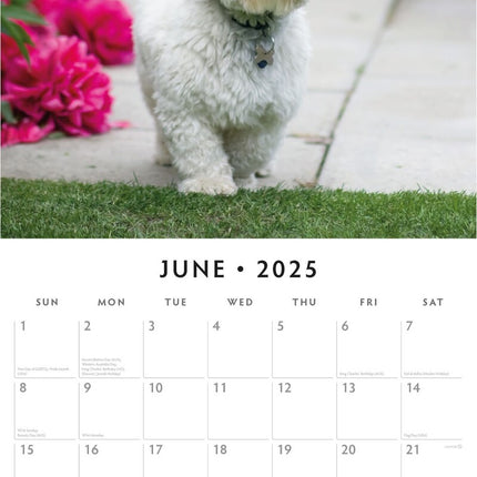 Lhasa Apsos - 2025 Square Wall Calendar Animals 16 Months Premium Planner Gift