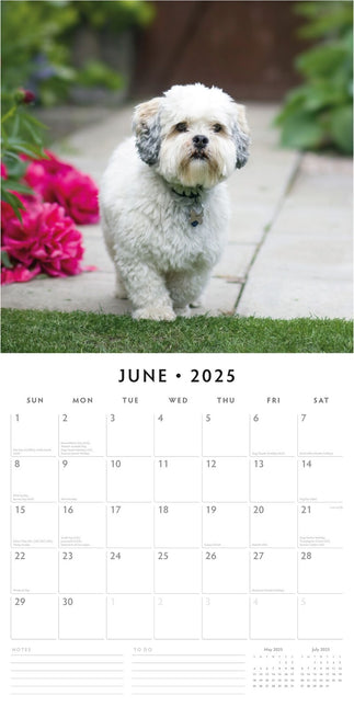 Lhasa Apsos - 2025 Square Wall Calendar Animals 16 Months Premium Planner Gift