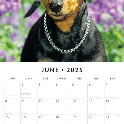 Miniature Pinschers - 2025 Square Wall Calendar Animals 16 Month Premium Planner