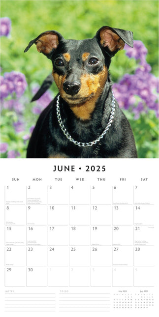 Miniature Pinschers - 2025 Square Wall Calendar Animals 16 Month Premium Planner