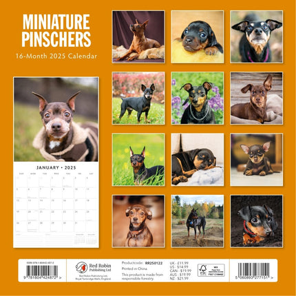 Miniature Pinschers - 2025 Square Wall Calendar Animals 16 Month Premium Planner