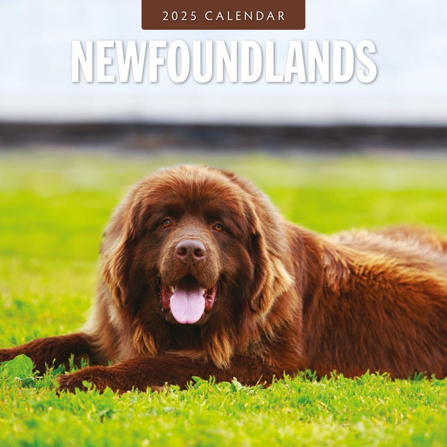 Newfoundlands - 2025 Square Wall Calendar Animals 16 Months Premium Planner Gift