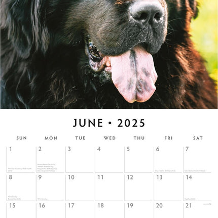 Newfoundlands - 2025 Square Wall Calendar Animals 16 Months Premium Planner Gift