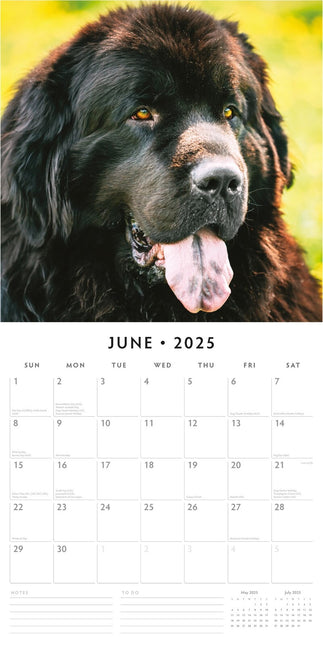 Newfoundlands - 2025 Square Wall Calendar Animals 16 Months Premium Planner Gift