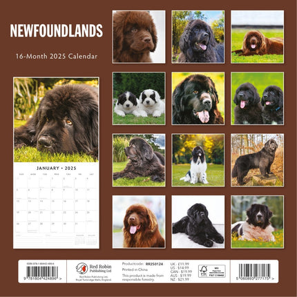 Newfoundlands - 2025 Square Wall Calendar Animals 16 Months Premium Planner Gift