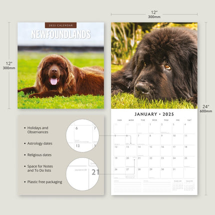 Newfoundlands - 2025 Square Wall Calendar Animals 16 Months Premium Planner Gift