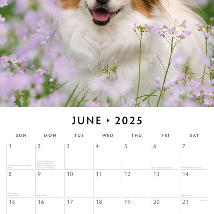 Papillions - 2025 Square Wall Calendar Animals 16 Months Premium Planner Gift