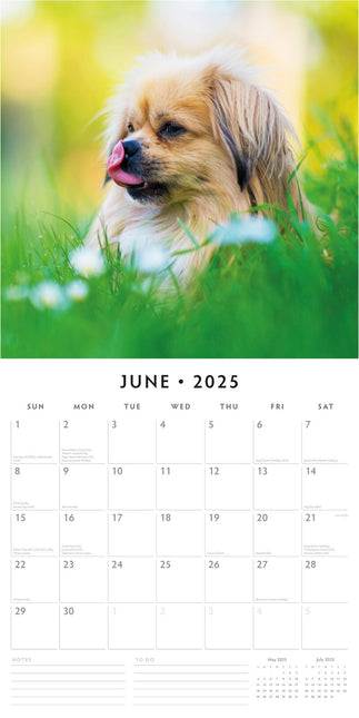 Pekingese - 2025 Square Wall Calendar Animals 16 Months Premium New Year Planner