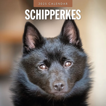 Schipperkes - 2025 Square Wall Calendar Animals 16 Months Premium Planner Gift