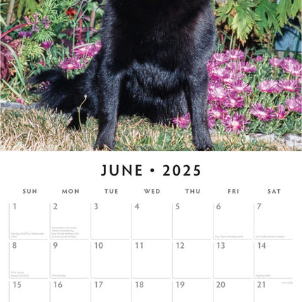 Schipperkes - 2025 Square Wall Calendar Animals 16 Months Premium Planner Gift