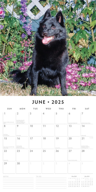 Schipperkes - 2025 Square Wall Calendar Animals 16 Months Premium Planner Gift