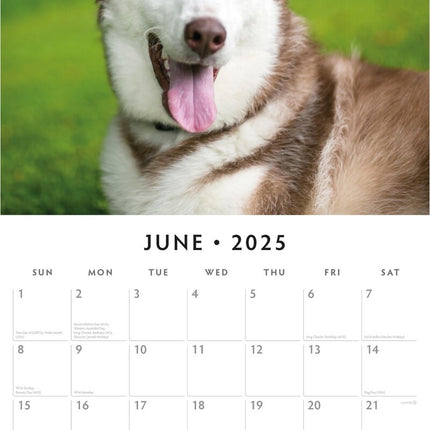 Siberian Huskies - 2025 Square Wall Calendar Animals 16 Months Premium Planner