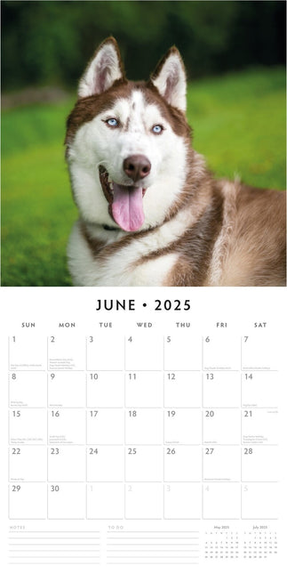 Siberian Huskies - 2025 Square Wall Calendar Animals 16 Months Premium Planner