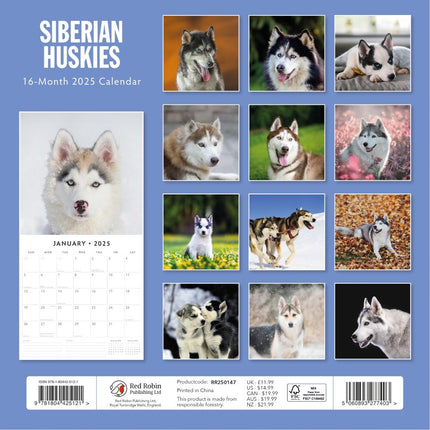 Siberian Huskies - 2025 Square Wall Calendar Animals 16 Months Premium Planner