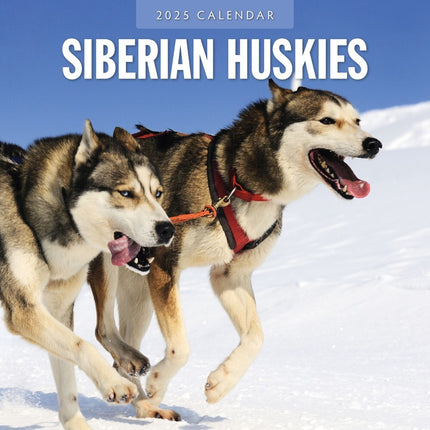 Siberian Huskies - 2025 Square Wall Calendar Animals 16 Months Premium Planner