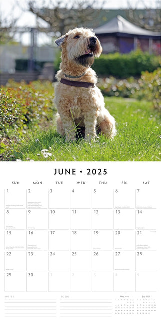 Soft-Coated Wheaten Terriers 2025 Square Wall Calendar Animals 16 Months Planner