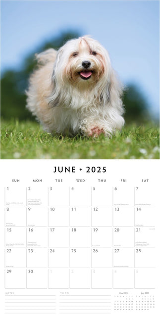 Tibetan Terriers - 2025 Square Wall Calendar Animals 16 Months Premium Planner